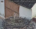 Capi_Dubne_20250417_064503.jpg