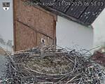 Capi_Dubne_20250417_065003.jpg