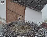 Capi_Dubne_20250417_065502.jpg