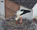 Capi_Dubne_20250417_070503.jpg
