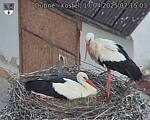 Capi_Dubne_20250417_071503.jpg