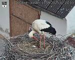 Capi_Dubne_20250417_072003.jpg