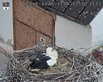 Capi_Dubne_20250417_072503.jpg
