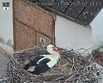 Capi_Dubne_20250417_073003.jpg