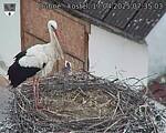 Capi_Dubne_20250417_073503.jpg