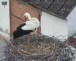 Capi_Dubne_20250417_074003.jpg