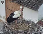 Capi_Dubne_20250417_074502.jpg