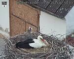 Capi_Dubne_20250417_075003.jpg