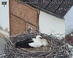 Capi_Dubne_20250417_075503.jpg