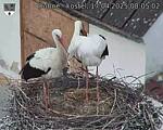 Capi_Dubne_20250417_080502.jpg