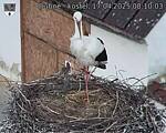 Capi_Dubne_20250417_081003.jpg