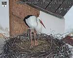 Capi_Dubne_20250417_081503.jpg