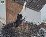 Capi_Dubne_20250417_082003.jpg