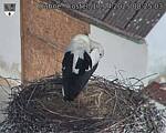 Capi_Dubne_20250417_082503.jpg