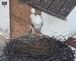 Capi_Dubne_20250417_084503.jpg