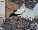 Capi_Dubne_20250417_085003.jpg