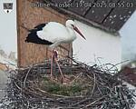 Capi_Dubne_20250417_085503.jpg