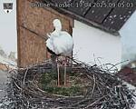 Capi_Dubne_20250417_090503.jpg