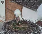 Capi_Dubne_20250417_091003.jpg