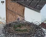 Capi_Dubne_20250417_091503.jpg