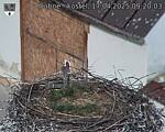 Capi_Dubne_20250417_092003.jpg