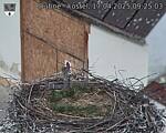 Capi_Dubne_20250417_092503.jpg