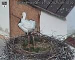 Capi_Dubne_20250417_093002.jpg