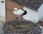 Capi_Dubne_20250417_093503.jpg