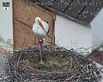 Capi_Dubne_20250417_094003.jpg
