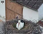 Capi_Dubne_20250417_094502.jpg