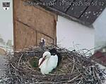 Capi_Dubne_20250417_095002.jpg