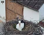 Capi_Dubne_20250417_095503.jpg