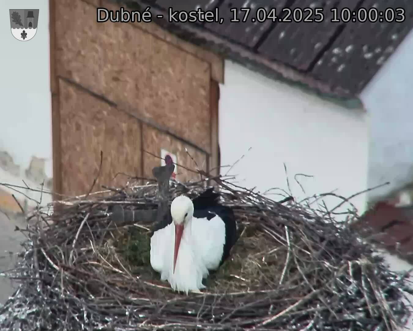 Capi_Dubne_20250417_100003.jpg (1350 x 1080)