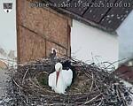 Capi_Dubne_20250417_100003.jpg
