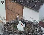 Capi_Dubne_20250417_101503.jpg
