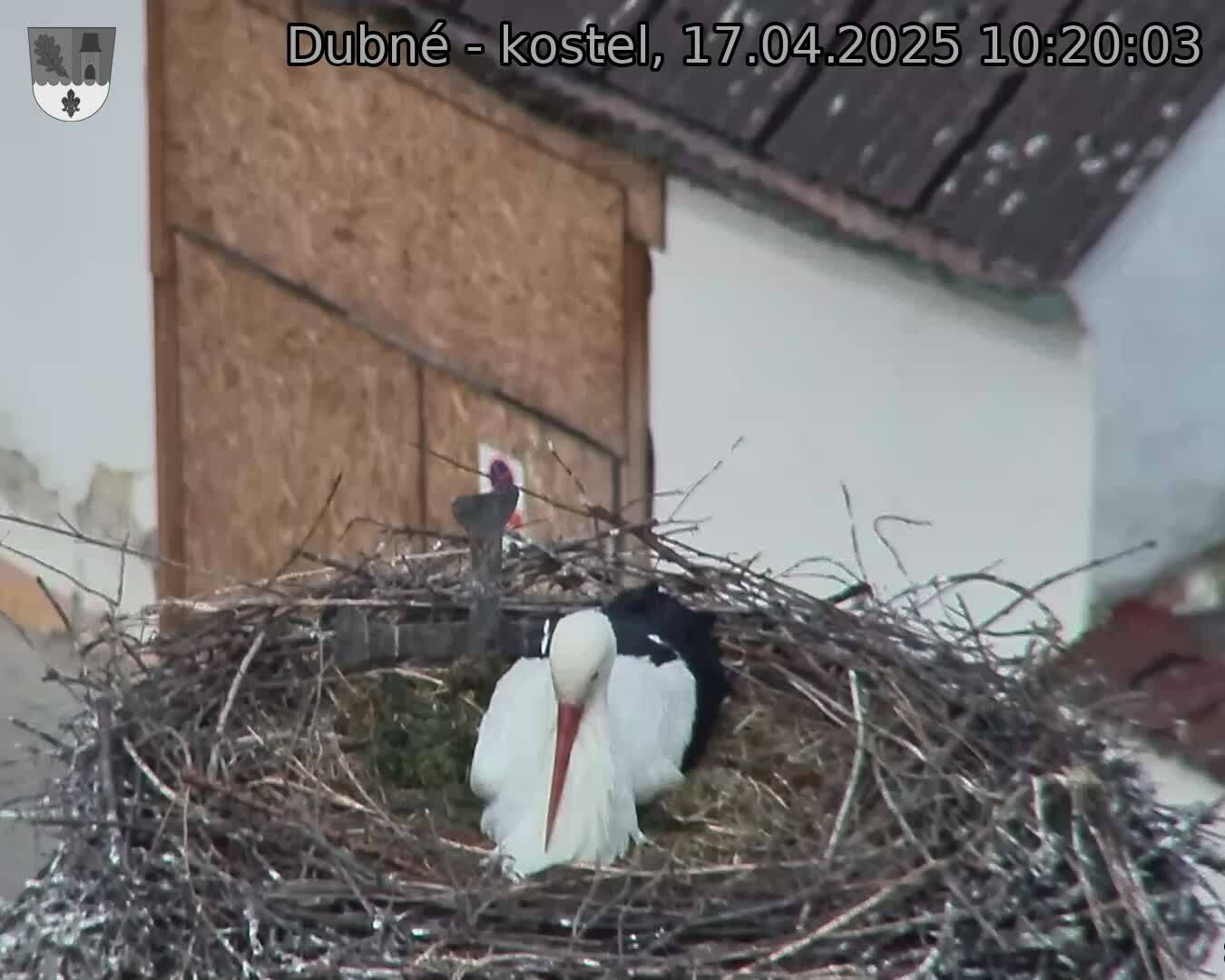 Capi_Dubne_20250417_102003.jpg (1350 x 1080)