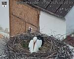 Capi_Dubne_20250417_102003.jpg