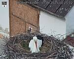Capi_Dubne_20250417_102502.jpg
