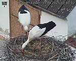 Capi_Dubne_20250417_104002.jpg
