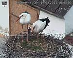 Capi_Dubne_20250417_104503.jpg