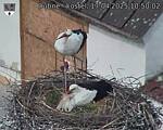 Capi_Dubne_20250417_105002.jpg