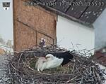 Capi_Dubne_20250417_105503.jpg