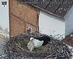 Capi_Dubne_20250417_110003.jpg