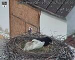 Capi_Dubne_20250417_110503.jpg