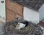 Capi_Dubne_20250417_112002.jpg