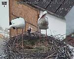 Capi_Dubne_20250417_112503.jpg