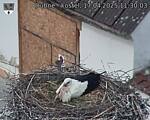Capi_Dubne_20250417_113003.jpg