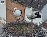 Capi_Dubne_20250417_113502.jpg