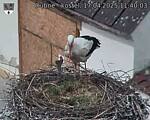 Capi_Dubne_20250417_114003.jpg