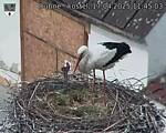 Capi_Dubne_20250417_114503.jpg